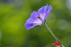 geranium#(20240613)c geranium