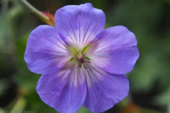 geranium#(20240613)d geranium