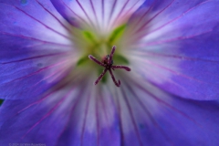 geranium#(20240613)e geranium