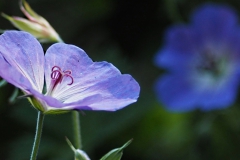geranium#(20220615)b geranium
