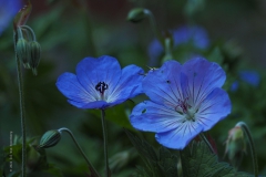 geranium#(20220615)a geranium