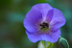 geranium#(20210618) geranium