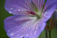 geranium#(20180618) geranium