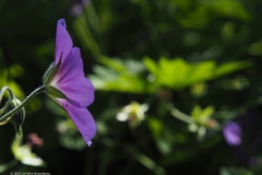 geranium#(20220701) geranium