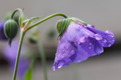 geranium#(20200711)a geranium