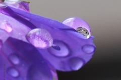 geranium#(20200711)aa geranium