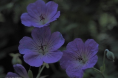 geranium#(20210717)b geranium