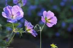 geranium#(20210717)a geranium