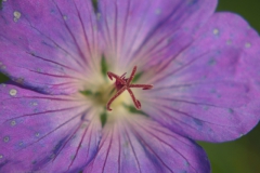 geranium#(20210726)a geranium