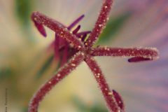 geranium#(20210726)b geranium