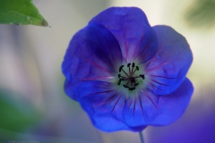 geranium#(20210902) geranium