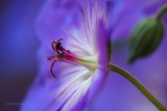 geranium#(20180902) geranium