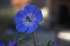 geranium#(20190920)a geranium