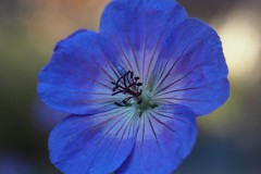 geranium#(20190920)aa geranium