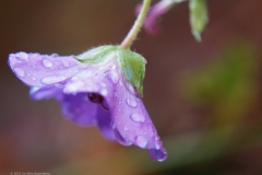 geranium#(20221105) geranium