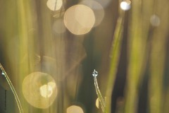 gras#(20190602) grassen