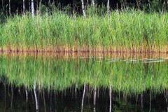 gras#(20170619) grassen