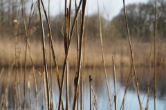 gras#(20220223)b grassen