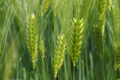 gras#(20230528) grassen
