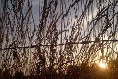 gras#(20120626) grassen