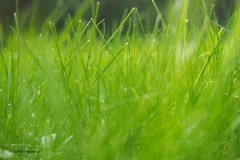 gras#(20180911) grassen