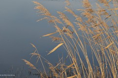 gras#(20260121) grassen