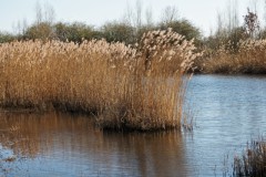 gras#(20260318) grassen