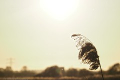 gras#(20260424) grassen