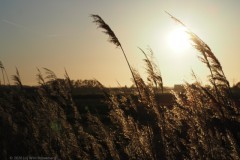 gras#(20260424) grassen