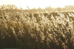 gras#(20260423)
