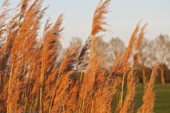 gras#(20260424) grassen