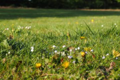 gras#(20160506) grassen