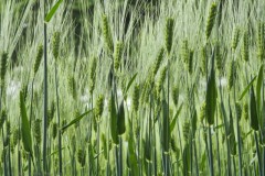 gras#(20260516)