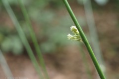 gras#(20260601) grassen