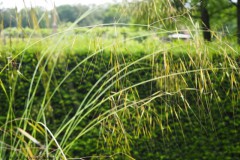 gras#(20260617)