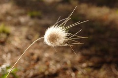 gras#(20140630) grassen