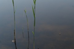 gras#(20250811) grassen