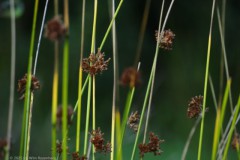 gras#(20250811) grassen