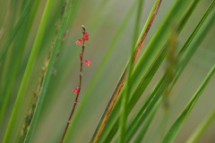 gras#(20190821) grassen