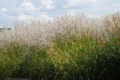 gras#(20250830) grassen