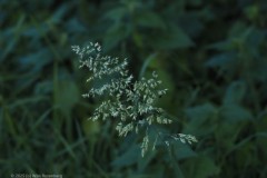 gras#(20250901) grassen