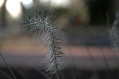 gras#(20191204) grassen