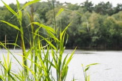 gras#(20230808) grassen