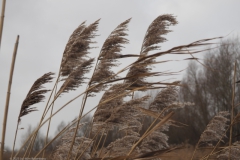 gras#(20230105)a grassen