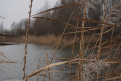 gras#(20230105)d grassen