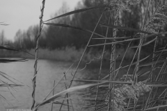 gras#(20230105)d zw  grassen