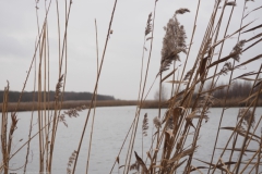 gras#(20230105)b grassen