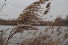 gras#(20230105)c grassen