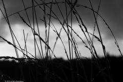 gras#(20220109)zw grassen