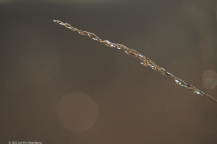 gras#(20220109)  grassen